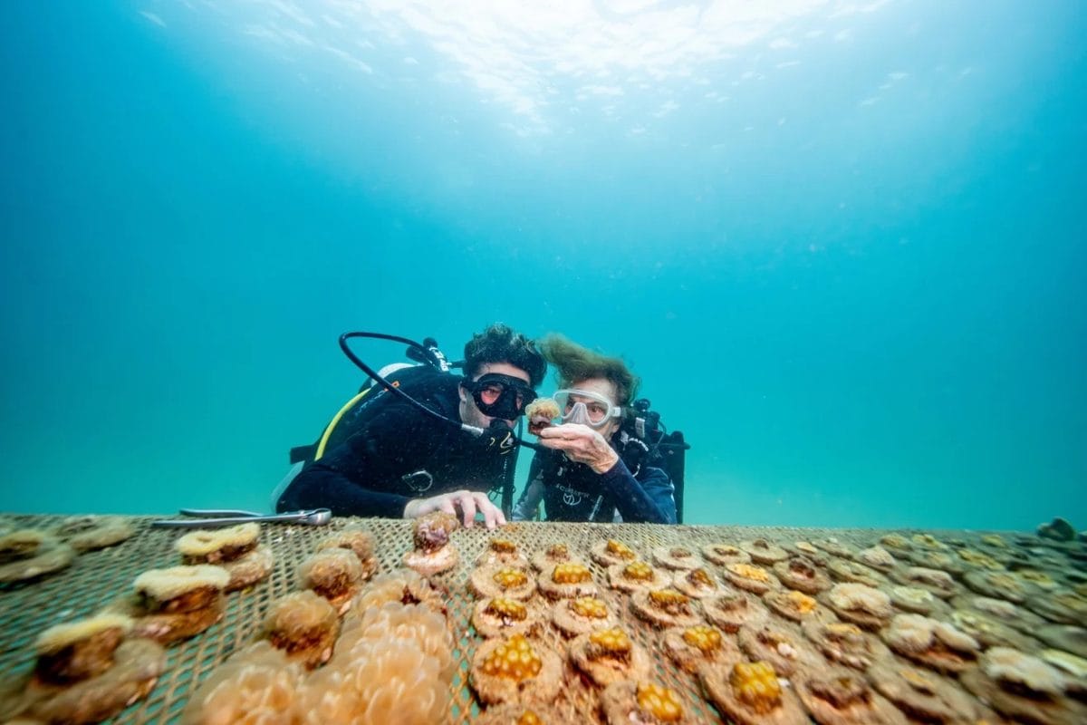 Dois mergulhadores com cilindros e máscaras observam de perto um berçário de corais preso a uma estrutura no fundo do mar, com a luz do sol atravessando a água azul-esverdeada