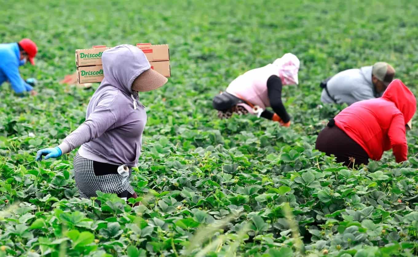 Trabalhadores agachados colhendo morangos em plantação extensa, com caixas de papelão apoiadas nas costas e roupas de proteção contra o sol