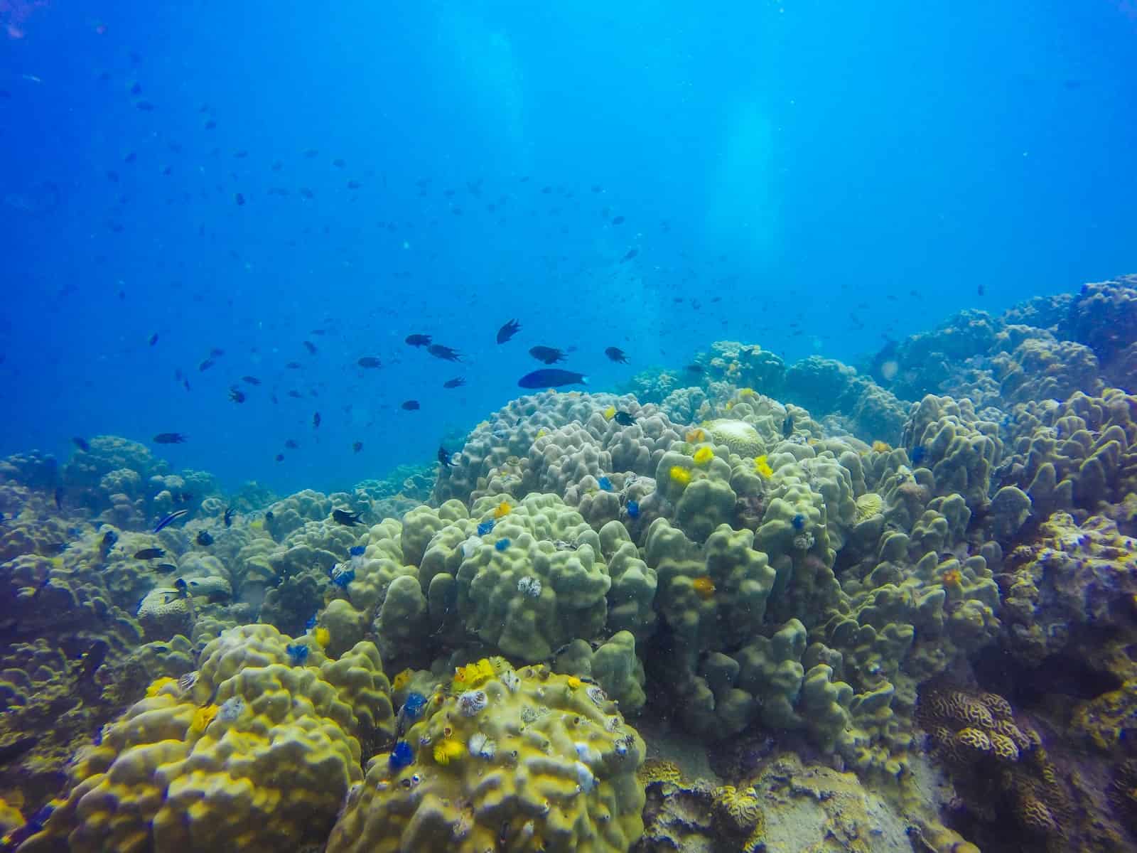 Boia robótica flutuando no oceano, usada para monitorar temperatura da água