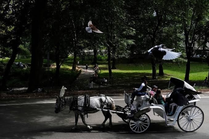 Carruagem branca puxada por um cavalo cinza em uma via do Central Park, com árvores e pombos em voo ao fundo