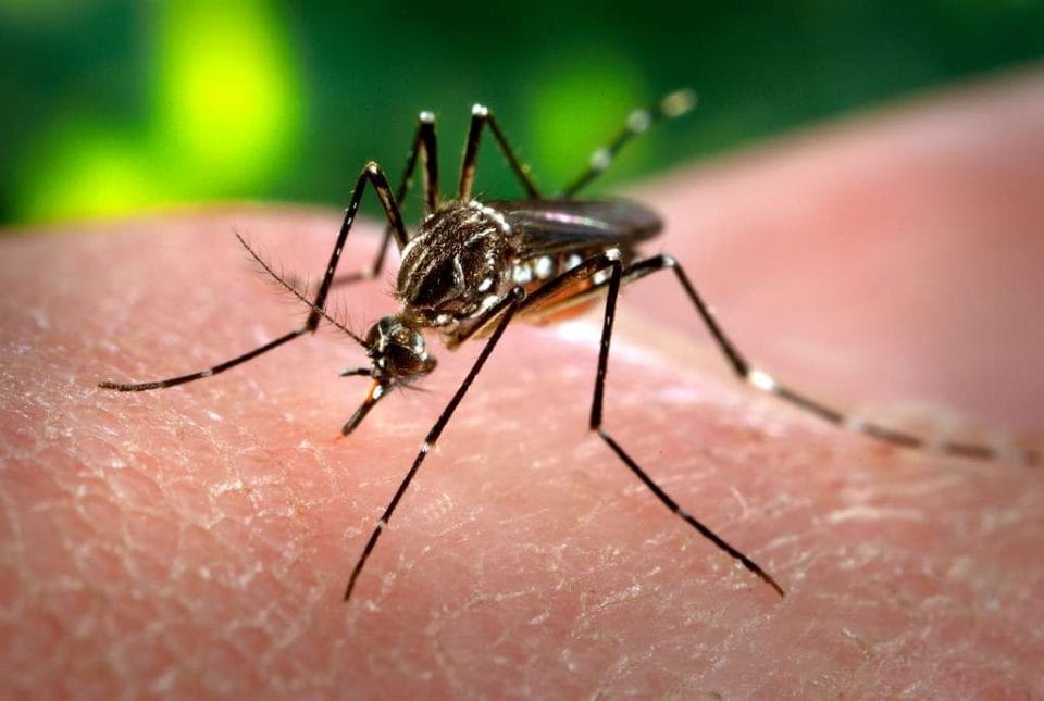 Mosquito Aedes aegypti com listras brancas nas patas pousado sobre a pele de uma pessoa, em foto aproximada