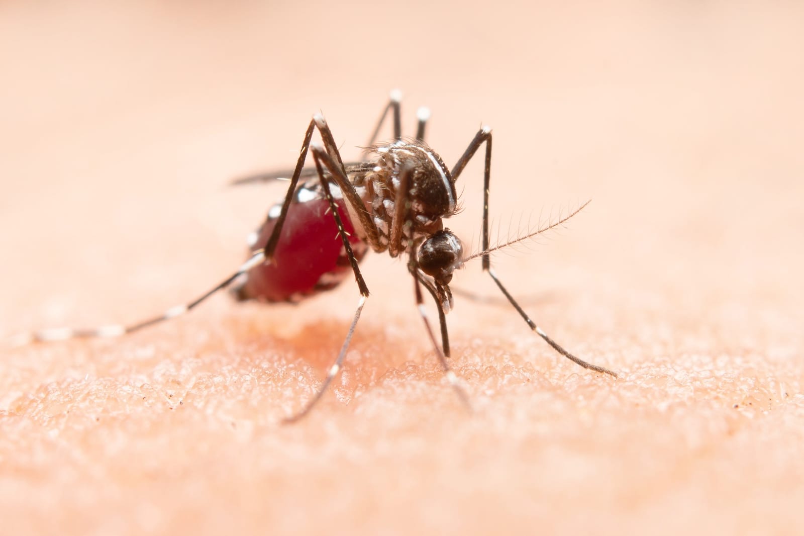 Mosquito Aedes aegypti pousado e picando a pele humana