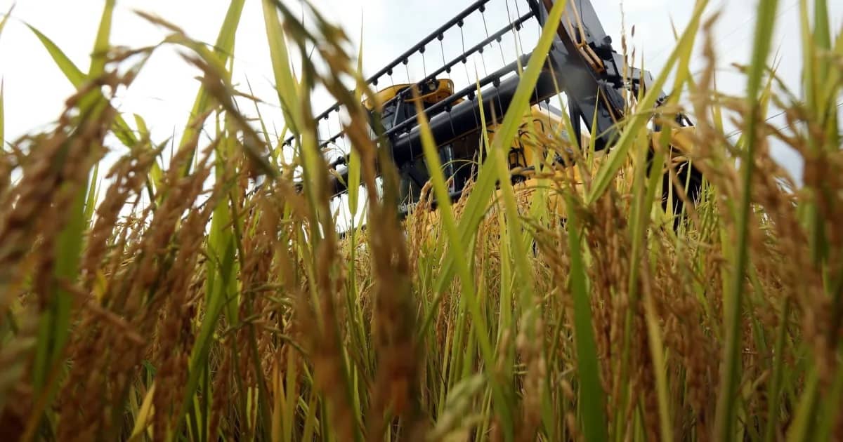 Colheitadeira ao fundo de uma plantação de arroz madura, com as espigas douradas em primeiro plano