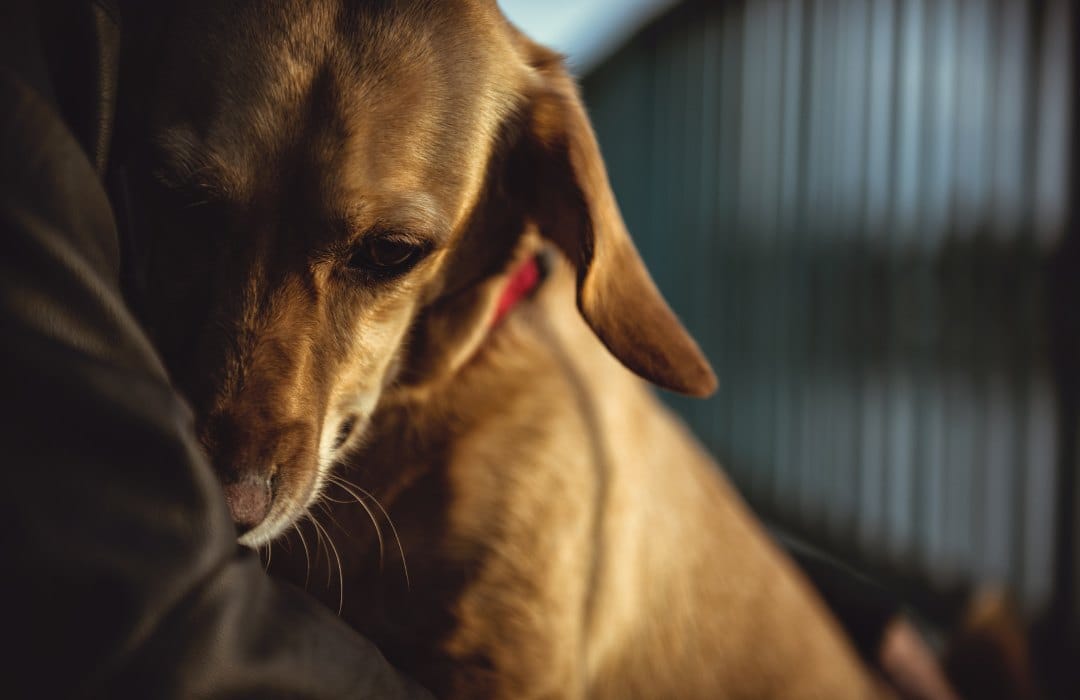 Cachorro de porte pequeno, pelo castanho e coleira vermelha, aninhado no colo de uma pessoa