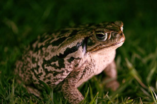 Close de um sapo-cururu de pele marrom e manchada pousado sobre a grama, à noite, com fundo escuro