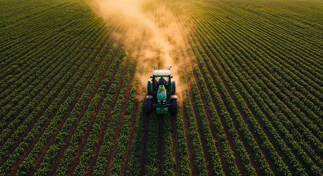 Trator agrícola levantando poeira ao arar fileira de plantação ao entardecer